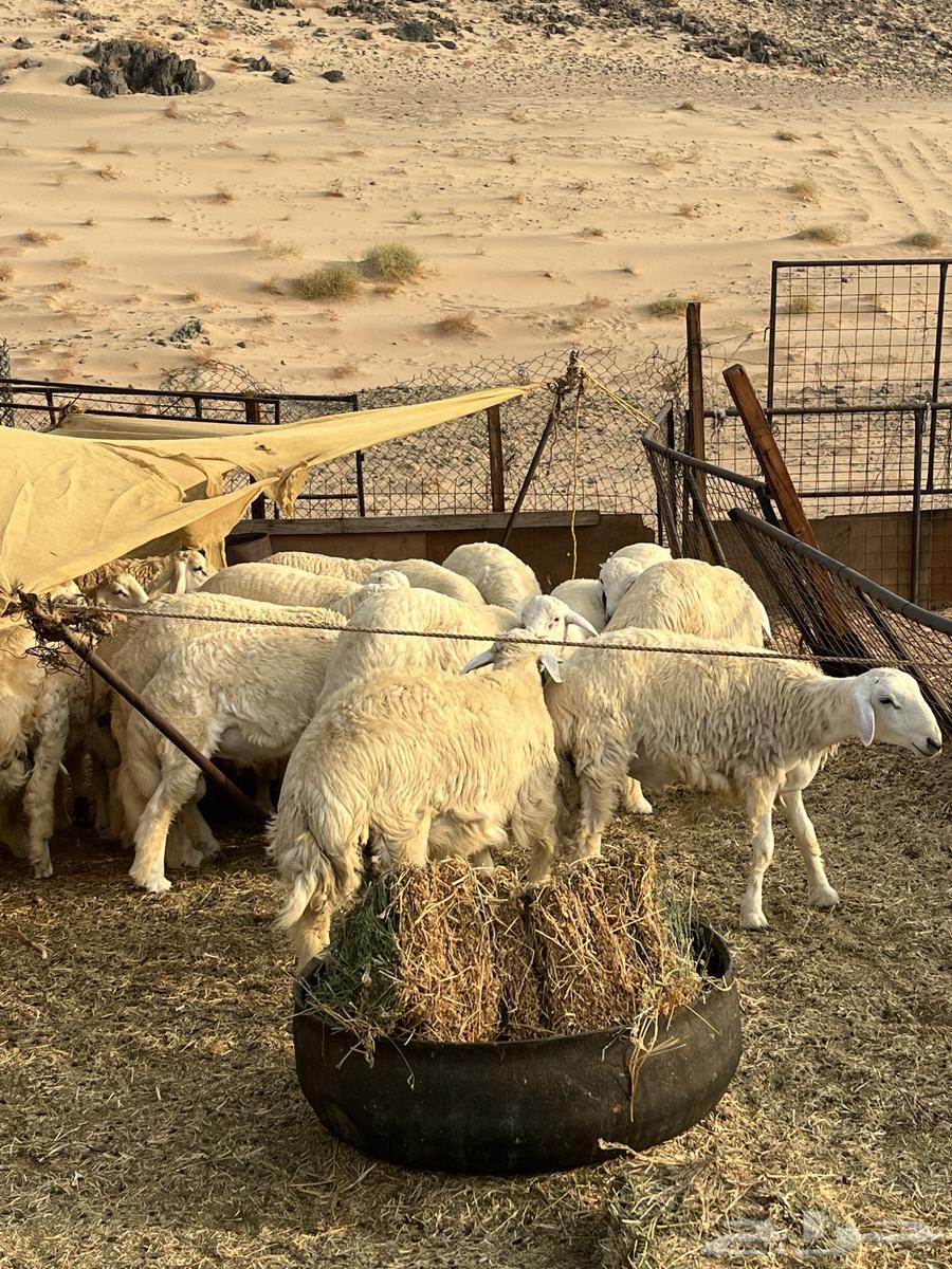 طليان حرية للبيع64258215648257110