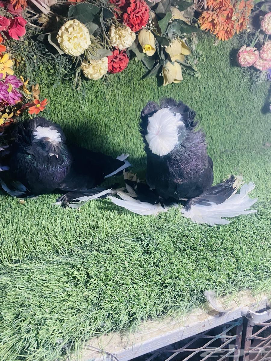 للبيع زوج بخاره اسود بولهد64265317721601111