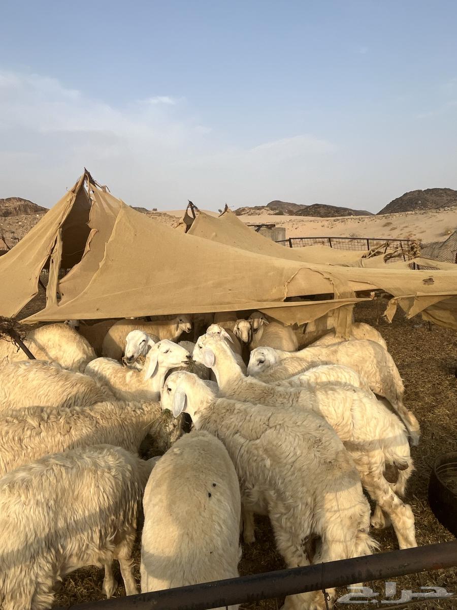 طليان حرية للبيع64258215648257112