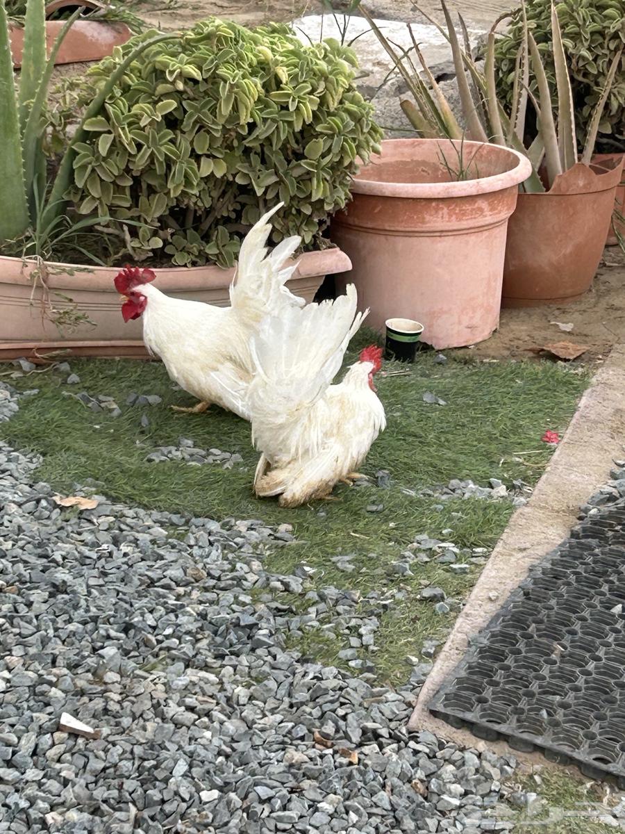 ديك جابنيز64274235867905110