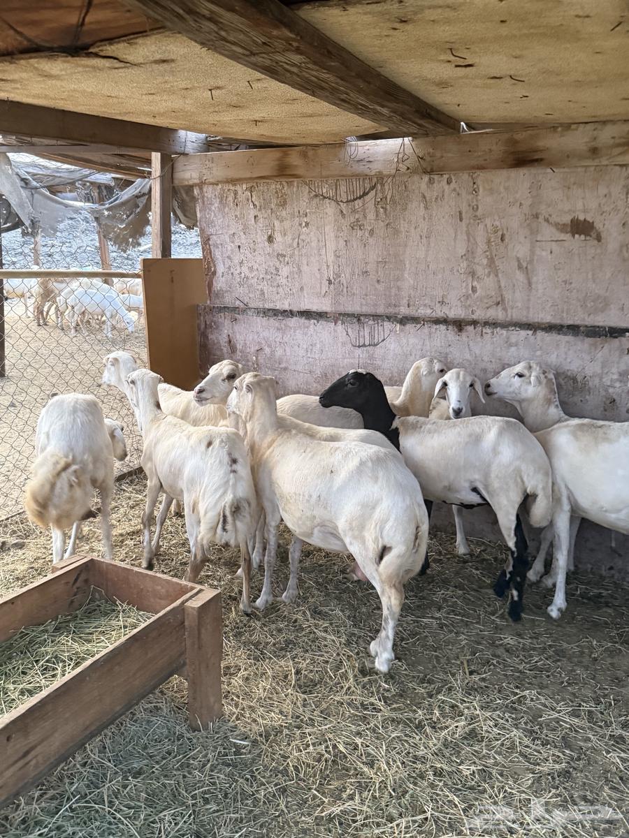 Rkhal for sons from 103064265166215425111