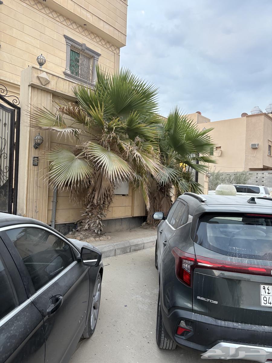 للبيع نخل 364263022667522111