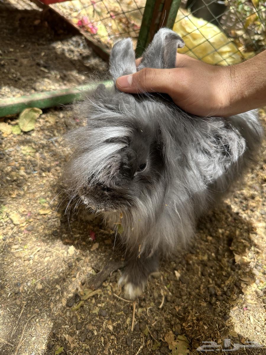 ارنب انقورا ذكر64265178868611112