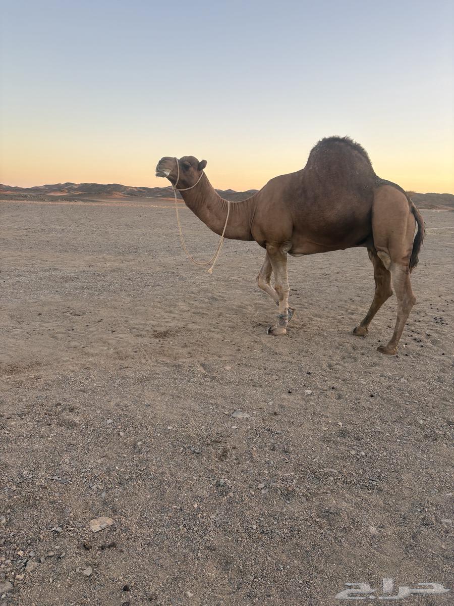جمل احمر للبيع.64268403916289110