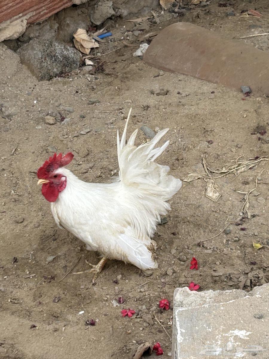 ديك جابنيز64274235867905112