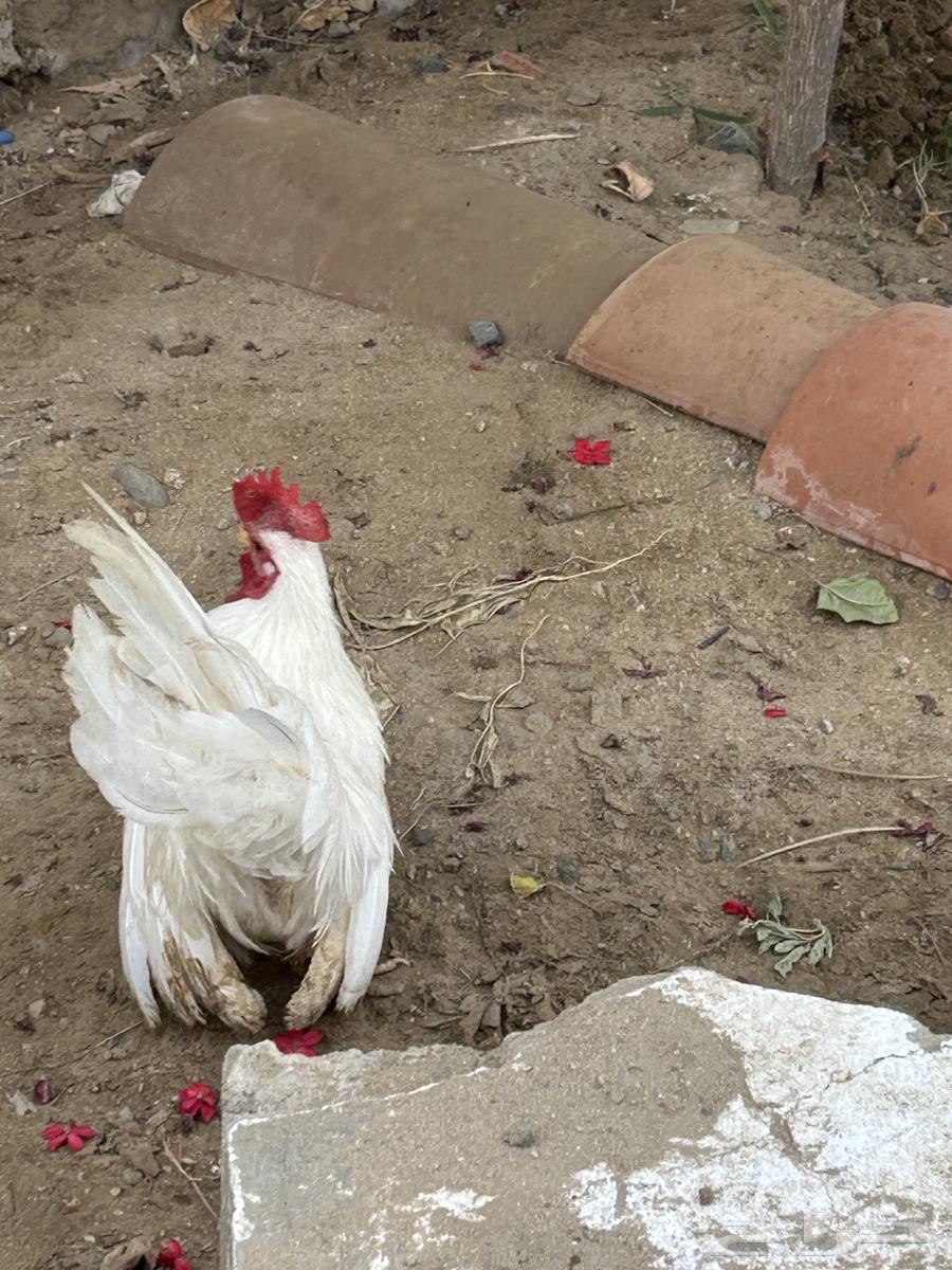 ديك جابنيز64274235867905113