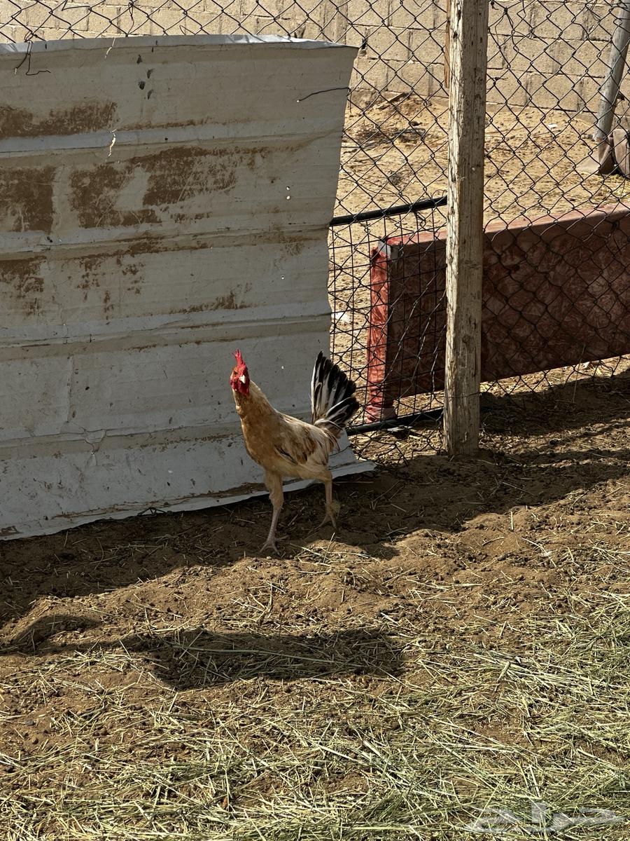 للبيع دياكه العدد 3 بلدي64260600809603112