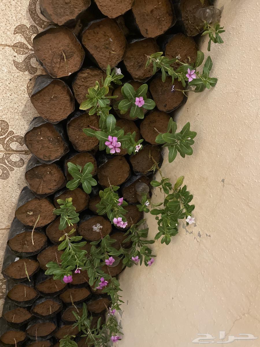 عرض على شتلات ورد البفته64259822300673110