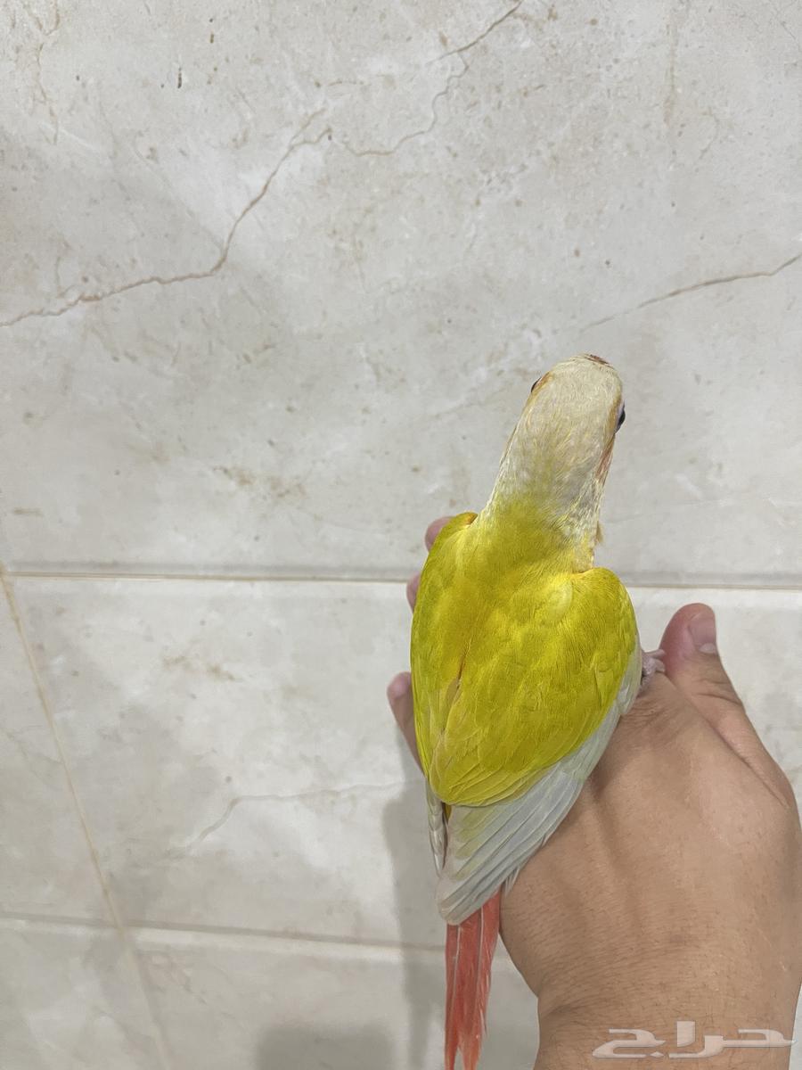 كنيور صن شيك اليف مباع64274588681729111