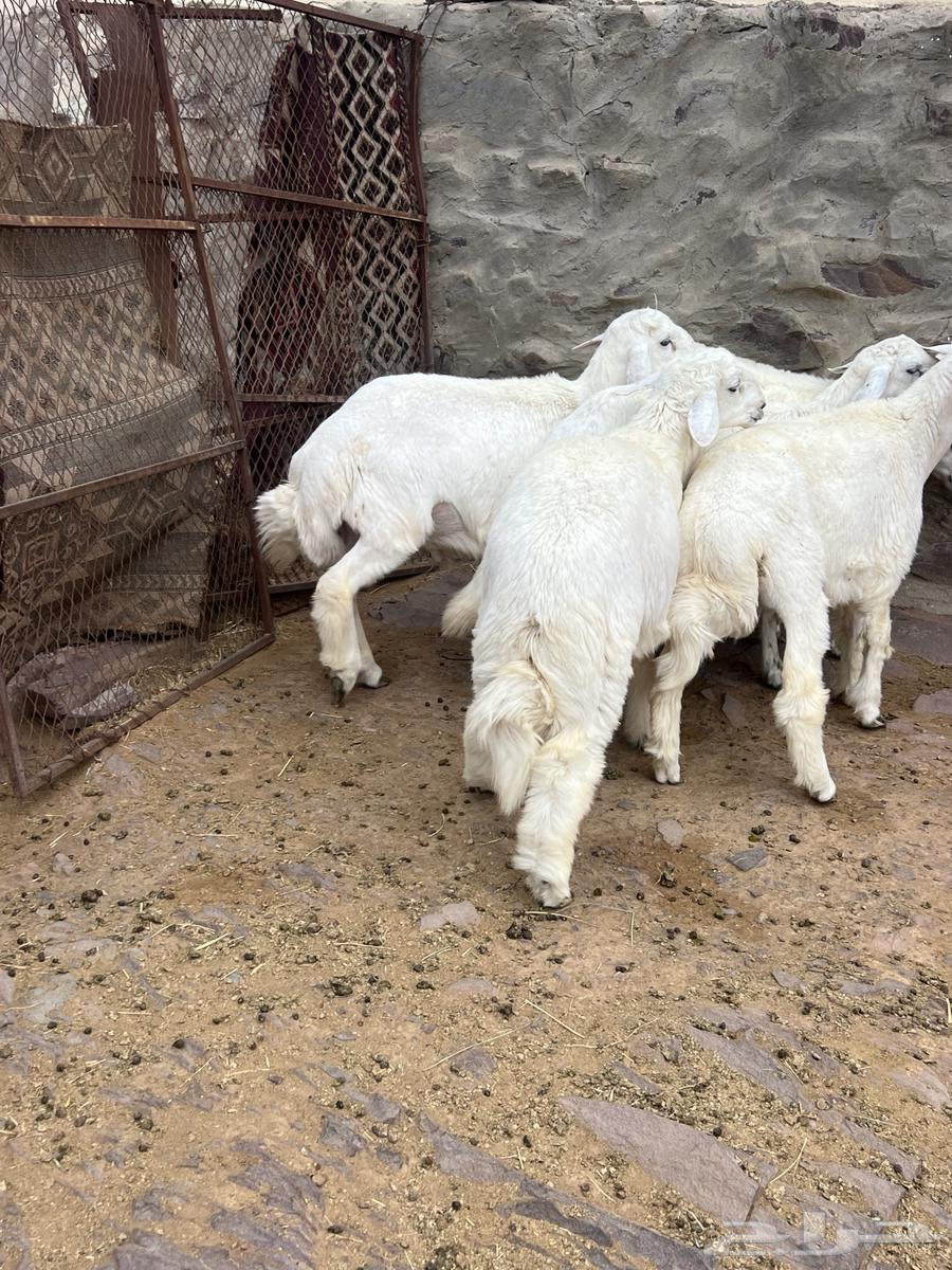 طليان جذعان64270835750146114