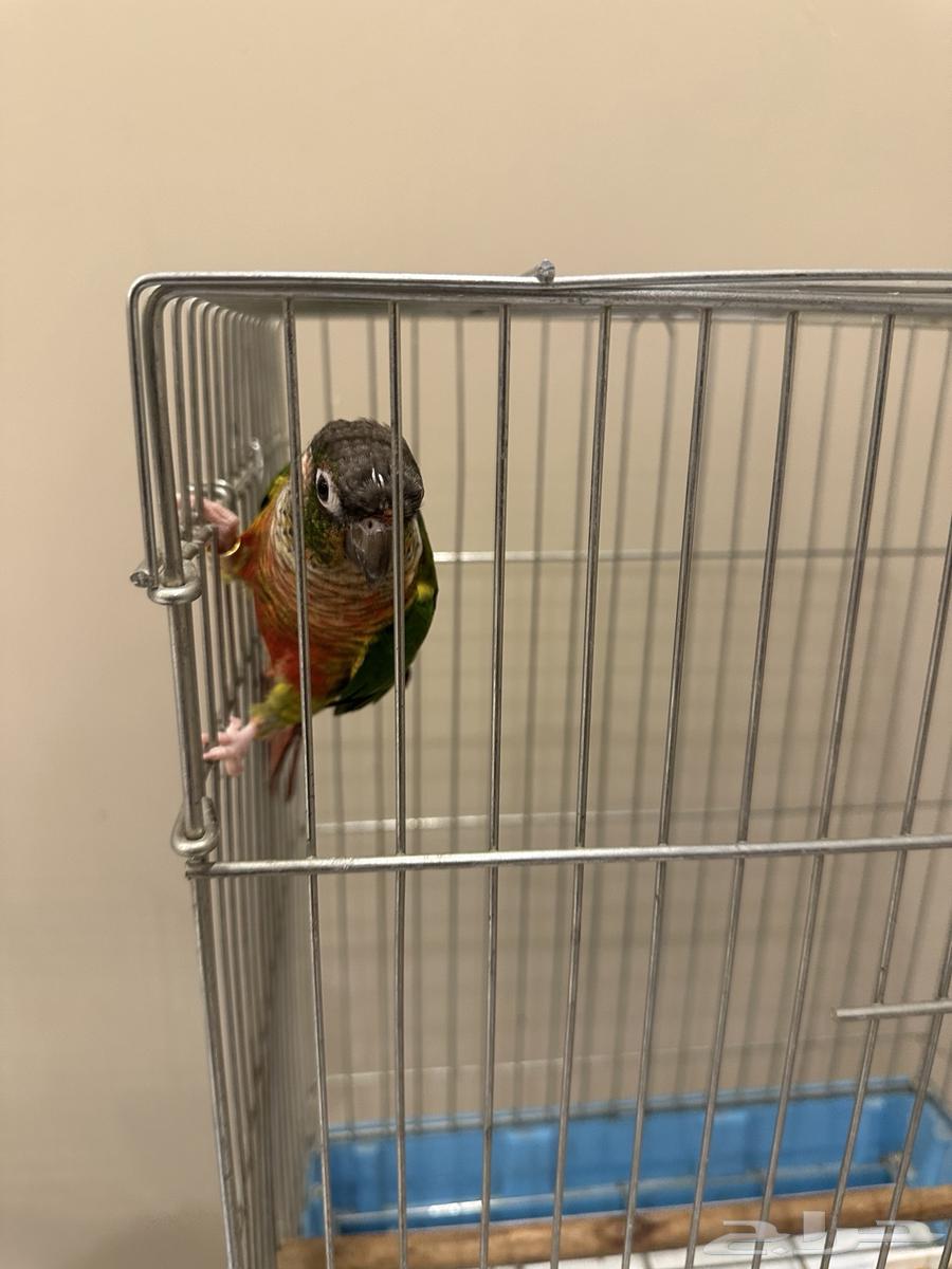 كنيور يلو سايد64256924350722114