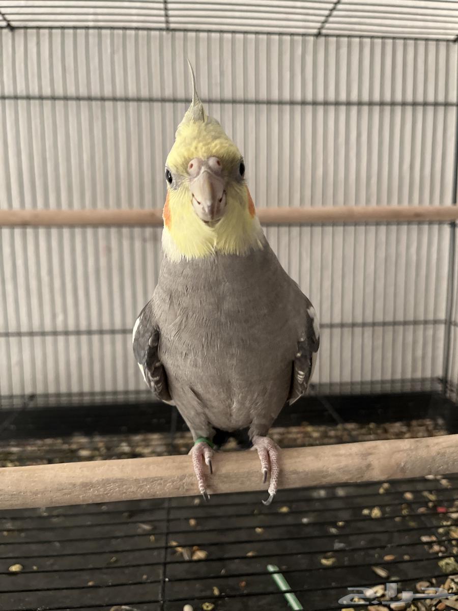 كروان البيع على السوم نص ولفه64262851860227112