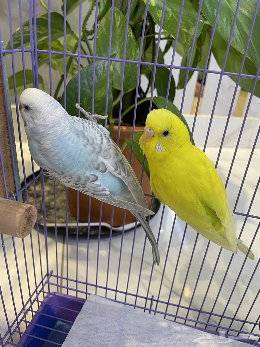 طيور البادجي - عصافير الحب64256924522883114