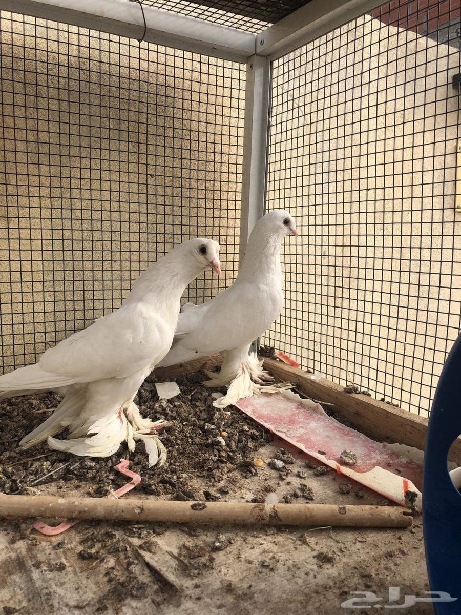 حمام لبناني وتركي للبيع64262349443202113