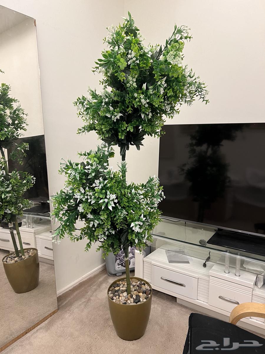 نبتة منزلية كبيرة64260224253186111