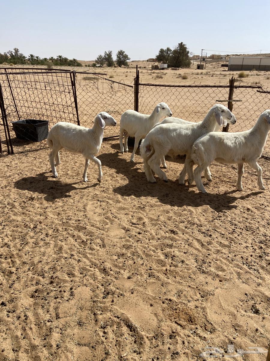 رخال حريه( تم البيع )64262852087043114