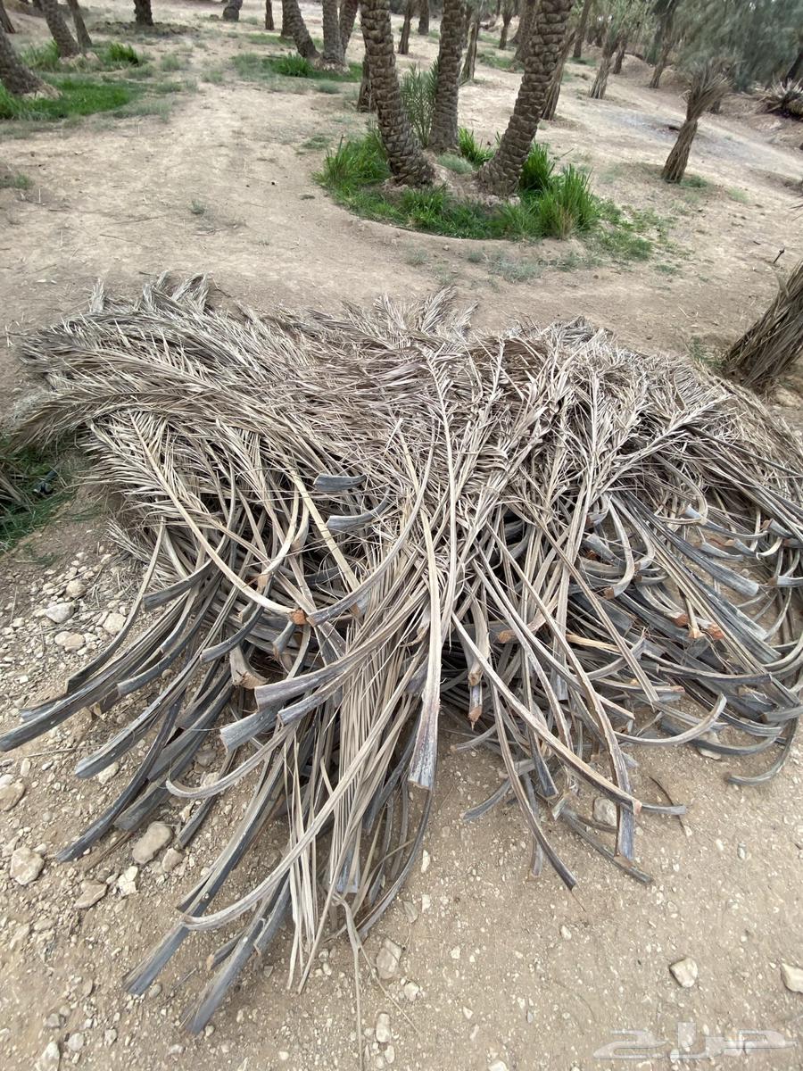 جريد - علف64265468518657111