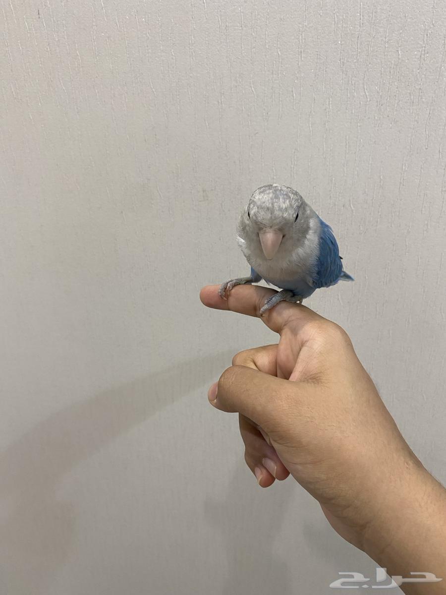 زوج روز للبيع.64273166407297111