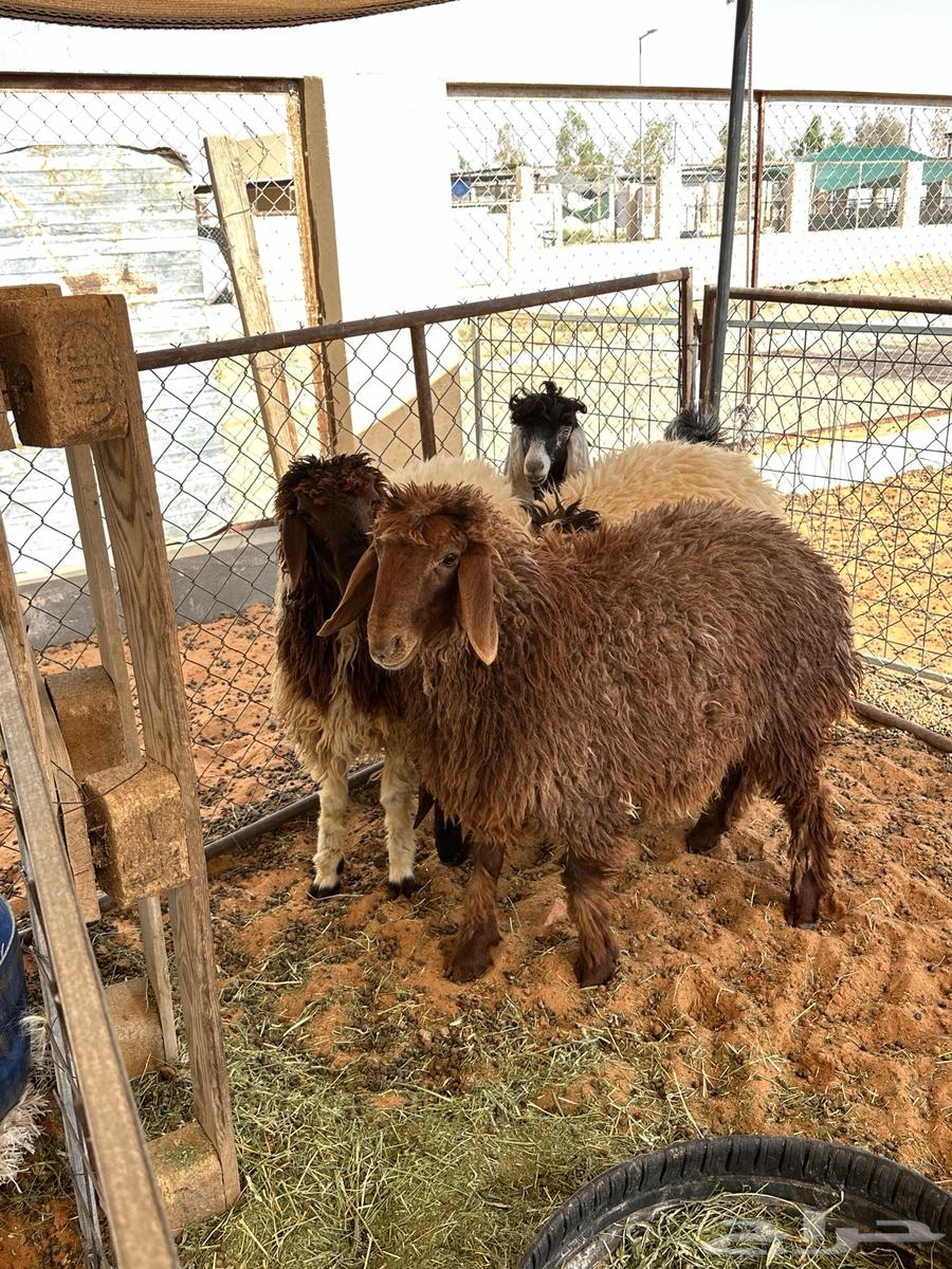 رخال نعيم64262517595523112