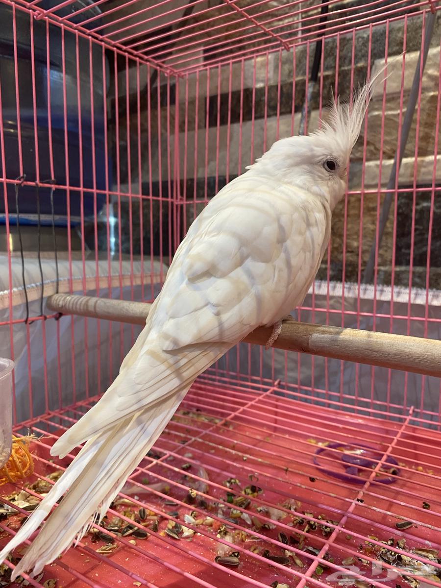 كروان البينو64267355922691110