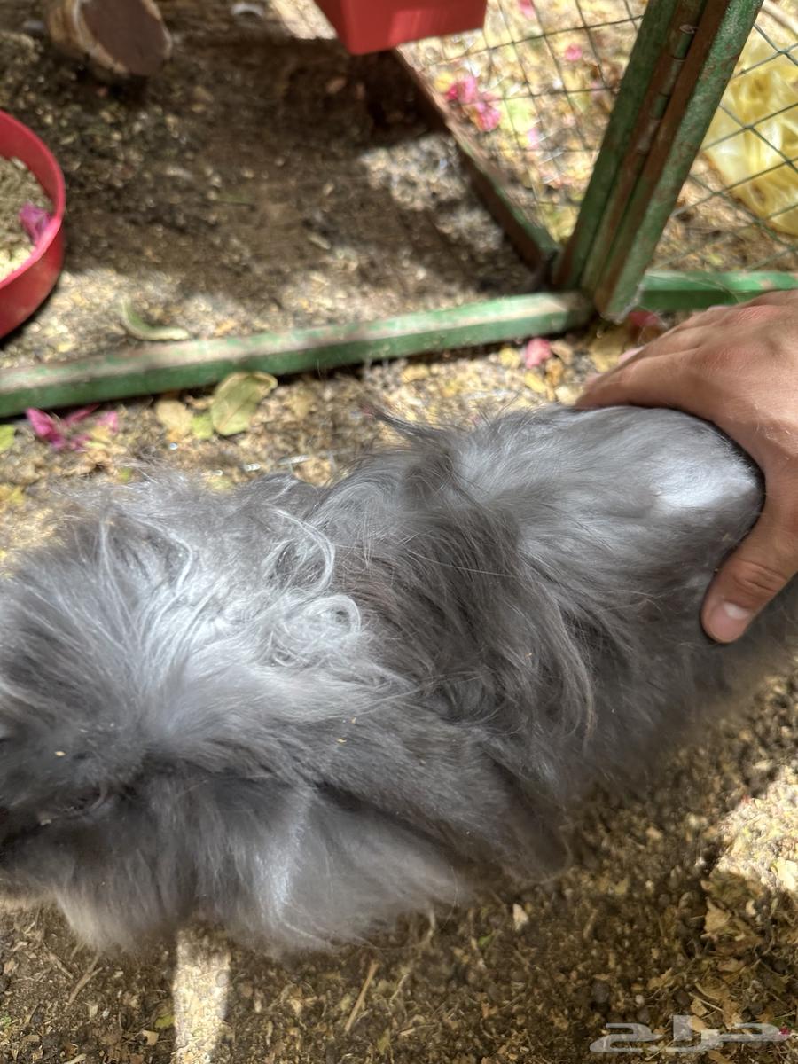 ارنب انقورا ذكر64265178868611110