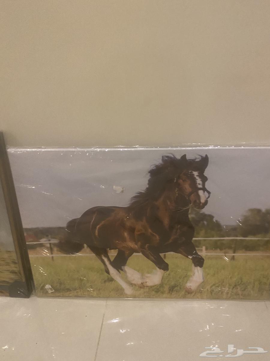 لحوه للبيع الدمام الضاحيه64270848895362112