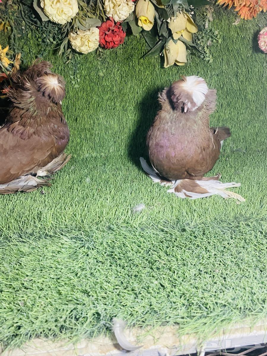 For sale, a pair of productive budgerigars64260800890369110