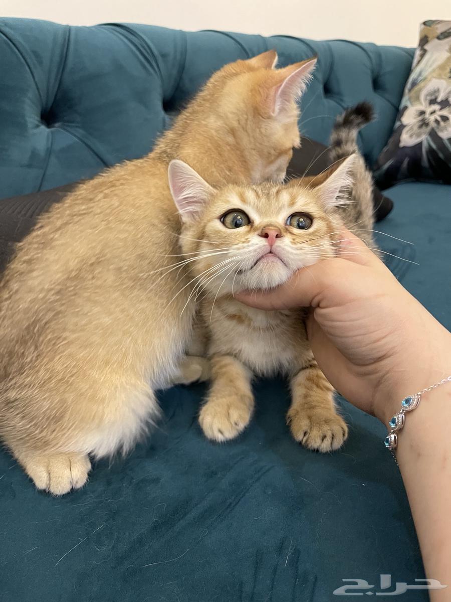 سكوتش ستريت. 3 شهور للبيع لان مسافر64264306195457111