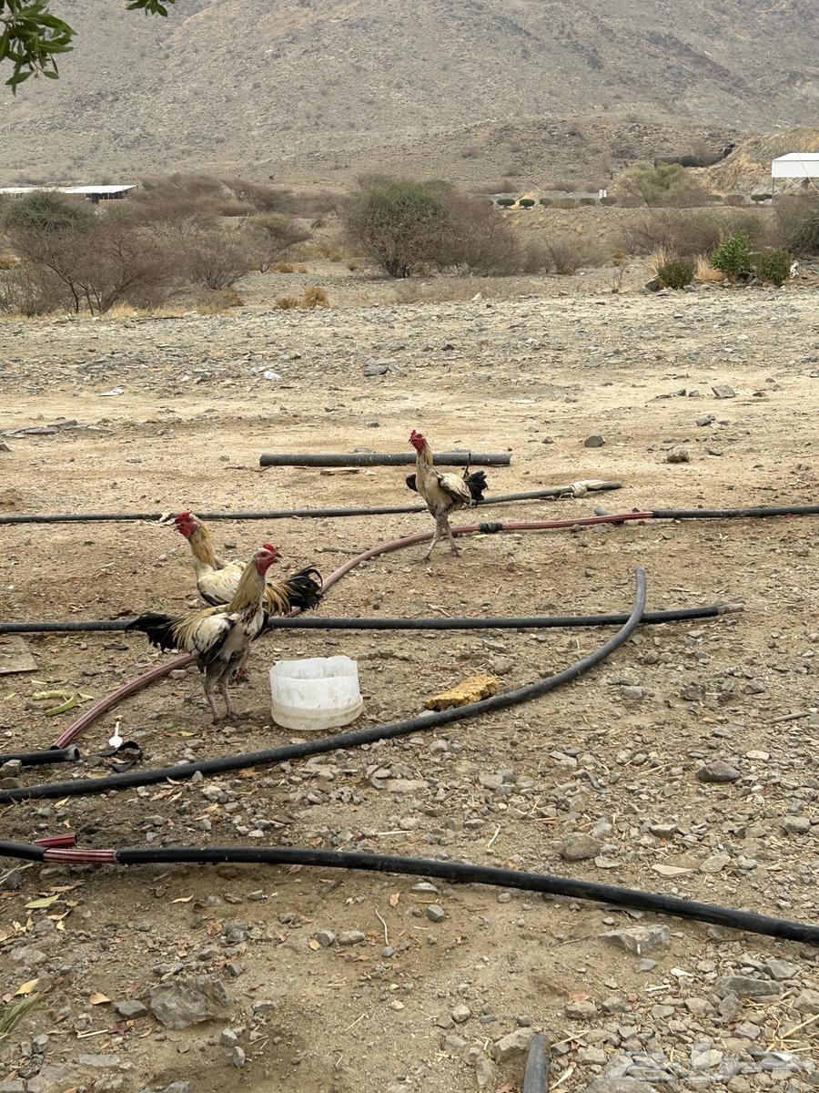 للبيع ثلاث ديكه على السوم64288512283779111