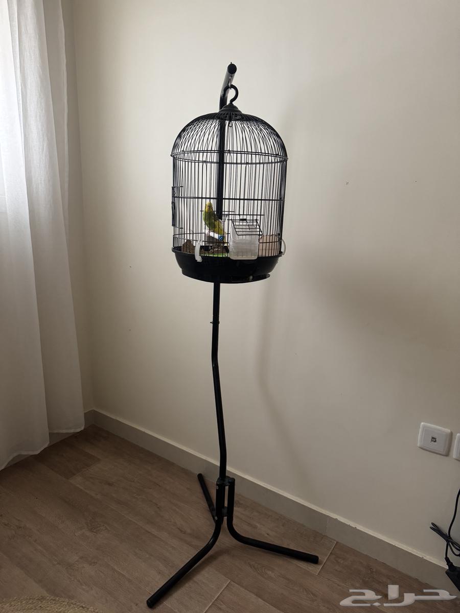 عصفور مع القفص64268556113537111
