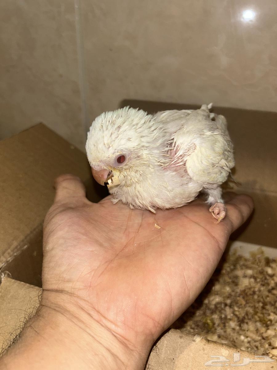 تم البيع   فرخ كويكر ابيض البينو تم  ..تم البيع64268891574657112