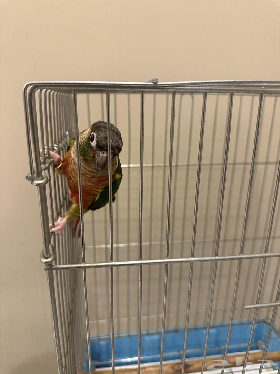 كنيور يلو سايد64256924350722110