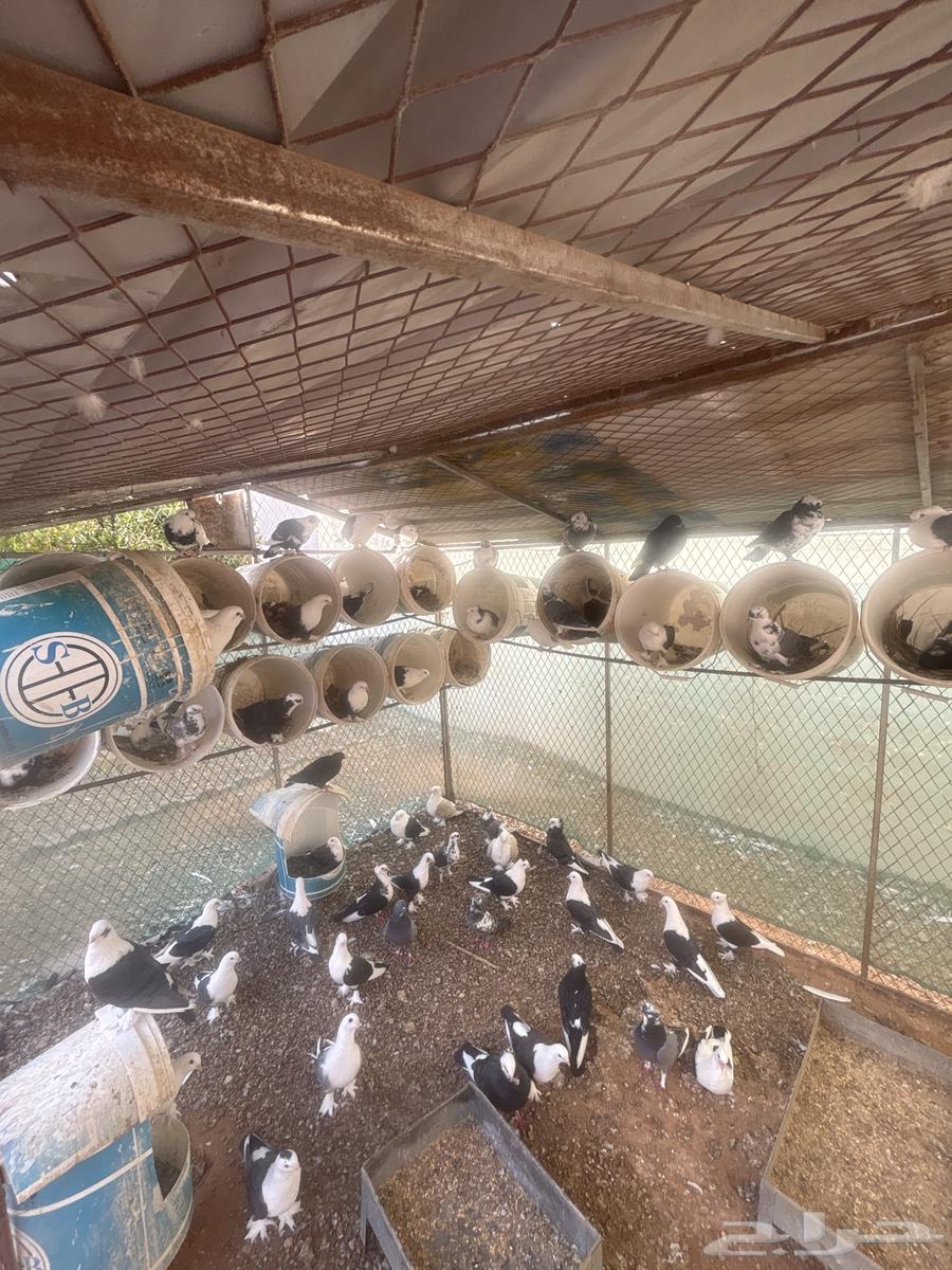 حمام مشكل للبيع64261703655170110