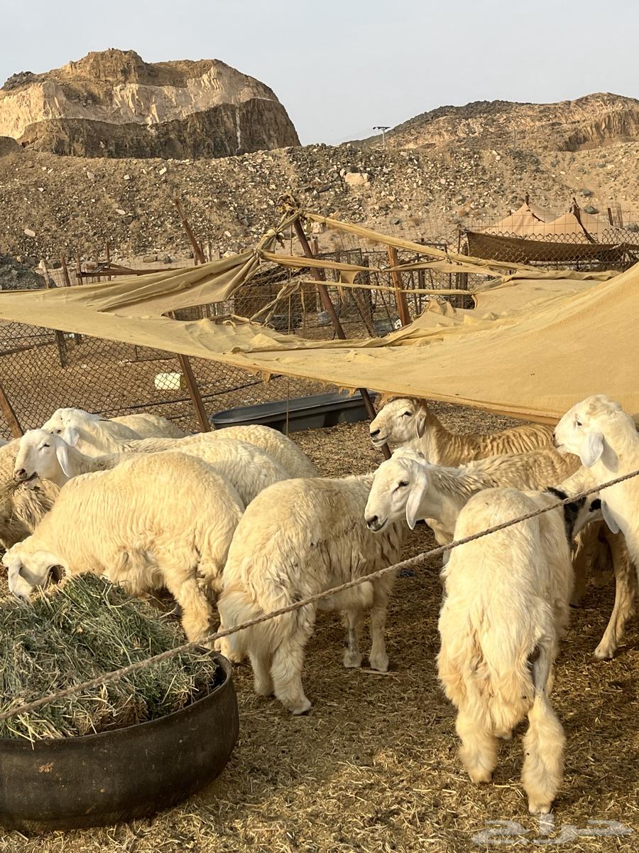 طليان حرية للبيع64258215648257111