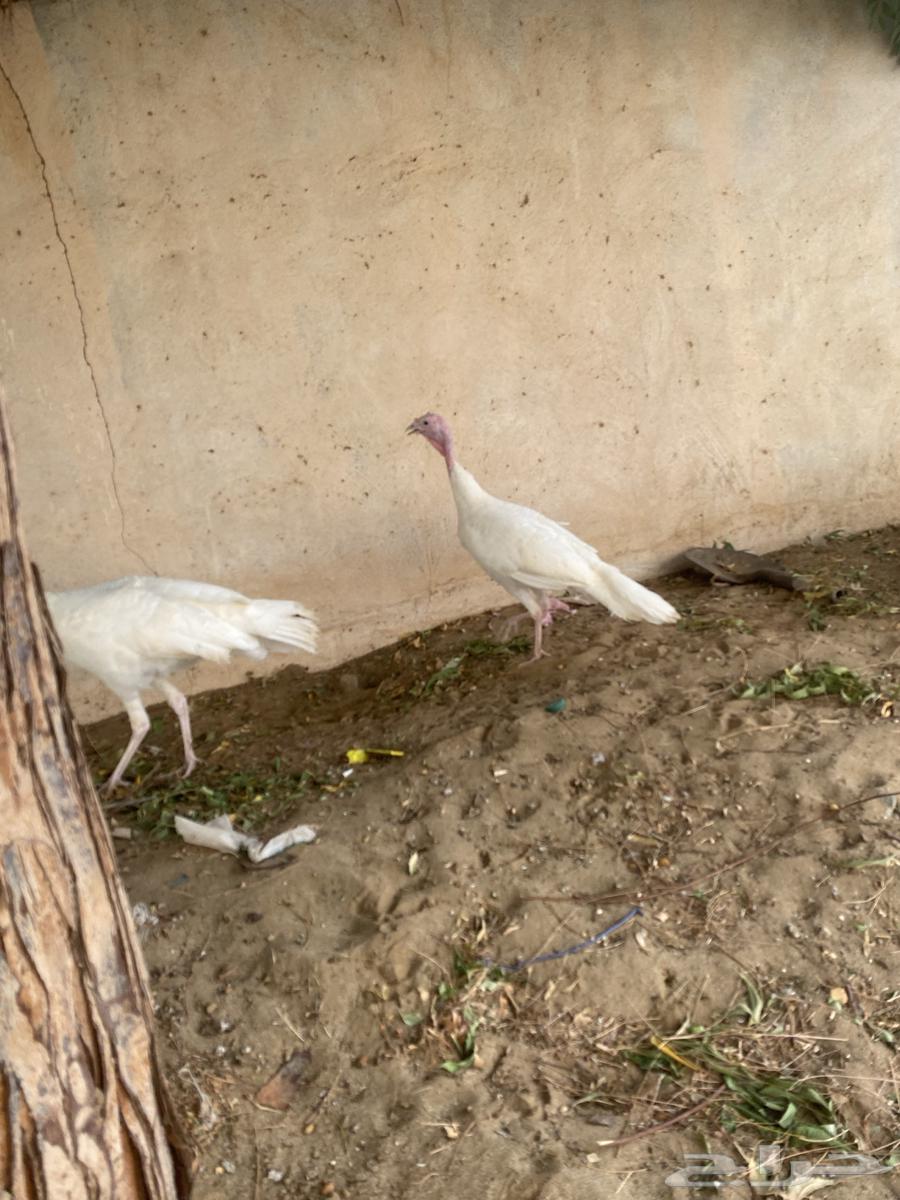 زوج رومي منتج64258390573313113