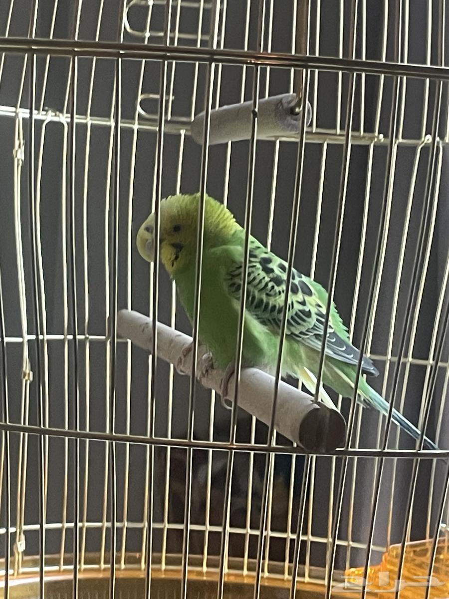 عصفورين للبيع64274401338115110