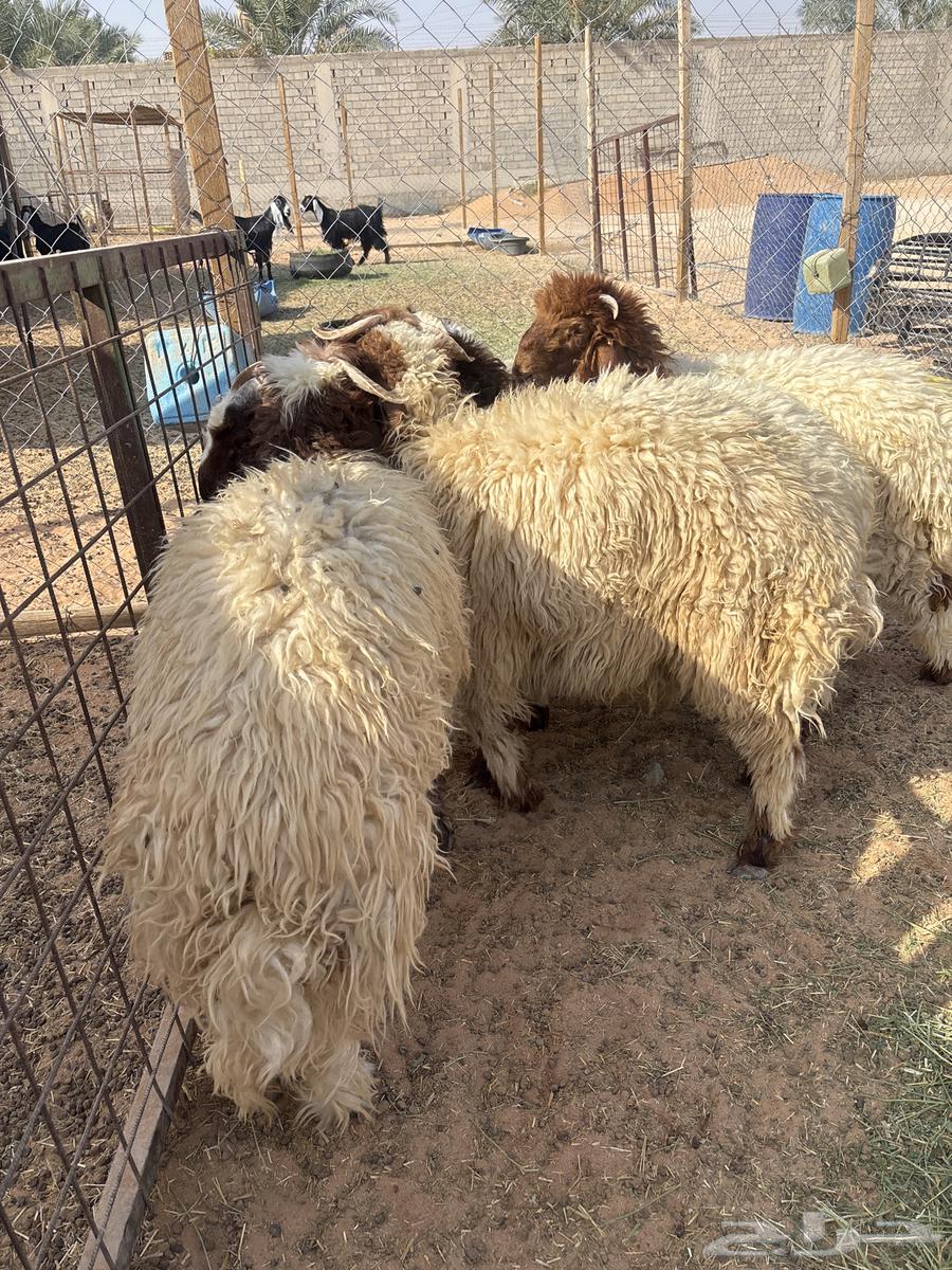 Naeem Talyan64262195472899111