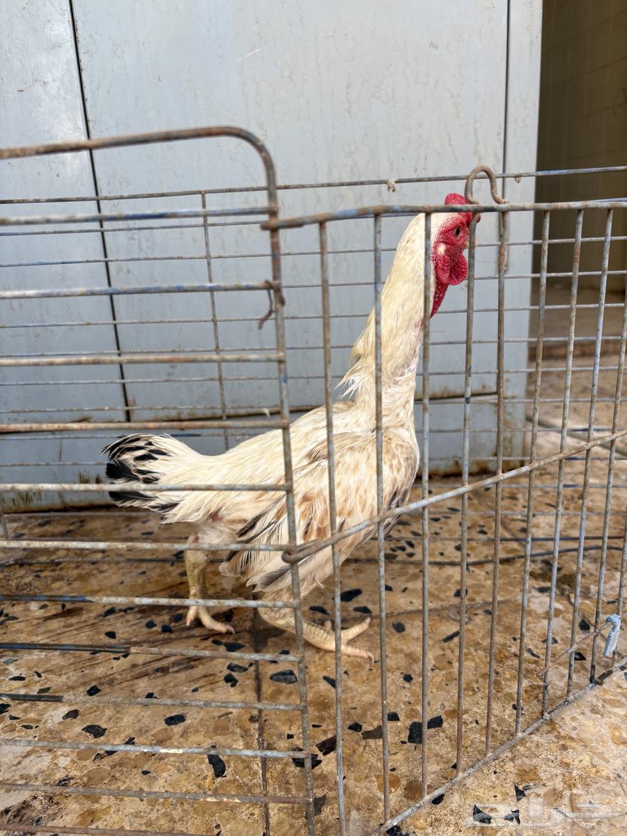 للبيع دجاجه ودية فارسي قزم بياض الرياض التوصيل علي مشتري64267039618049110