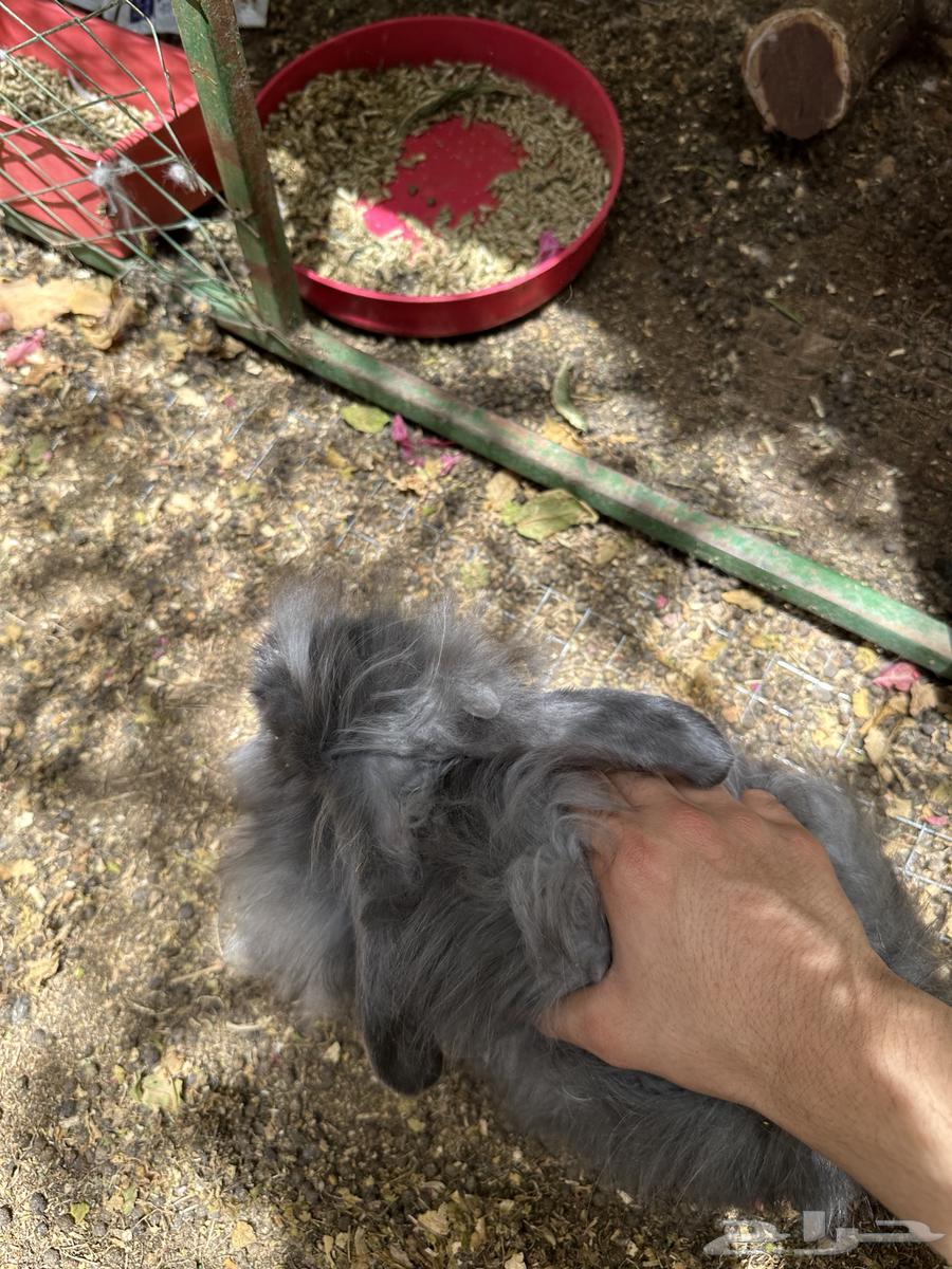 ارنب انقورا ذكر64265178868611114