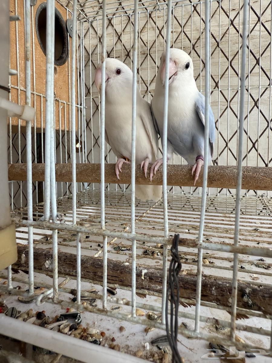 جوز روز بلد اوبلاين منتج معه فرخين64273166391555112