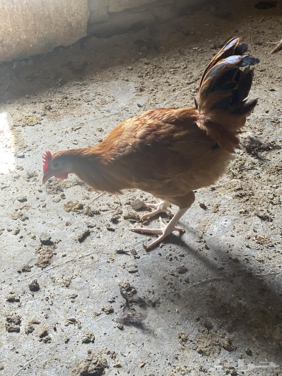 ديوك64262864855555111