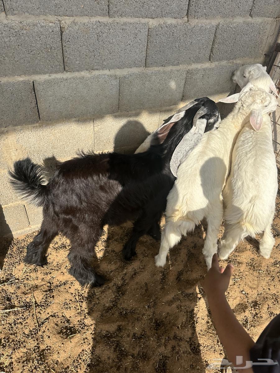 3 طليان حريات64262517520771113