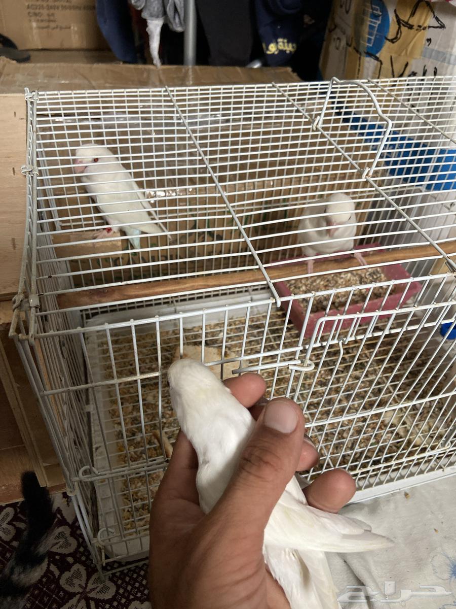 زوج روز البينو جامبو منتج64265605046530114