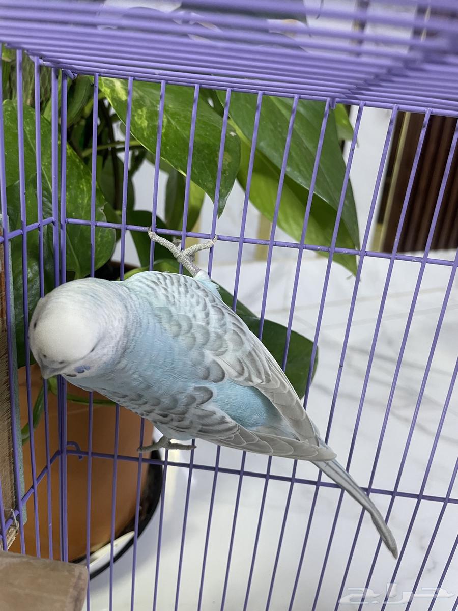 طيور البادجي - عصافير الحب64256924522883111