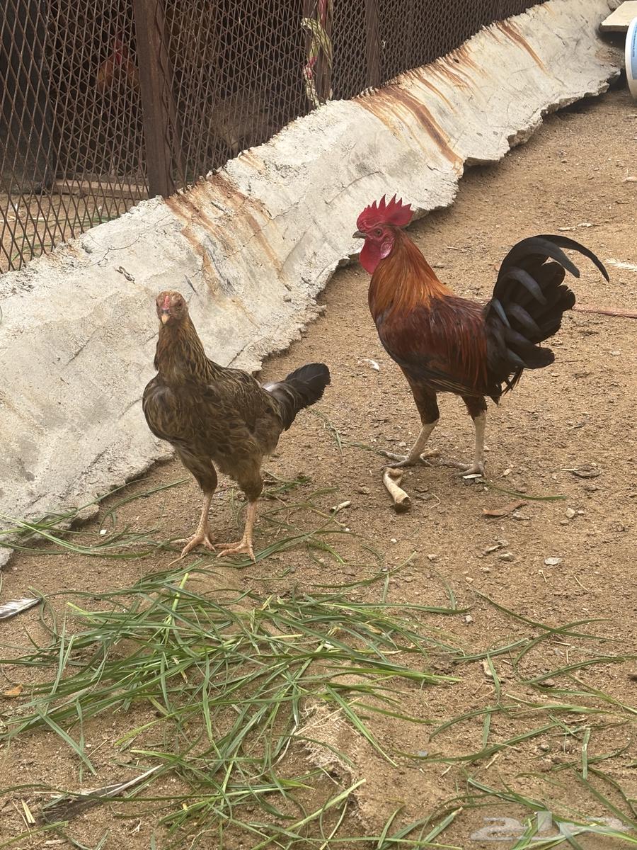 اللبيع ديك ودجاج64263909688449111