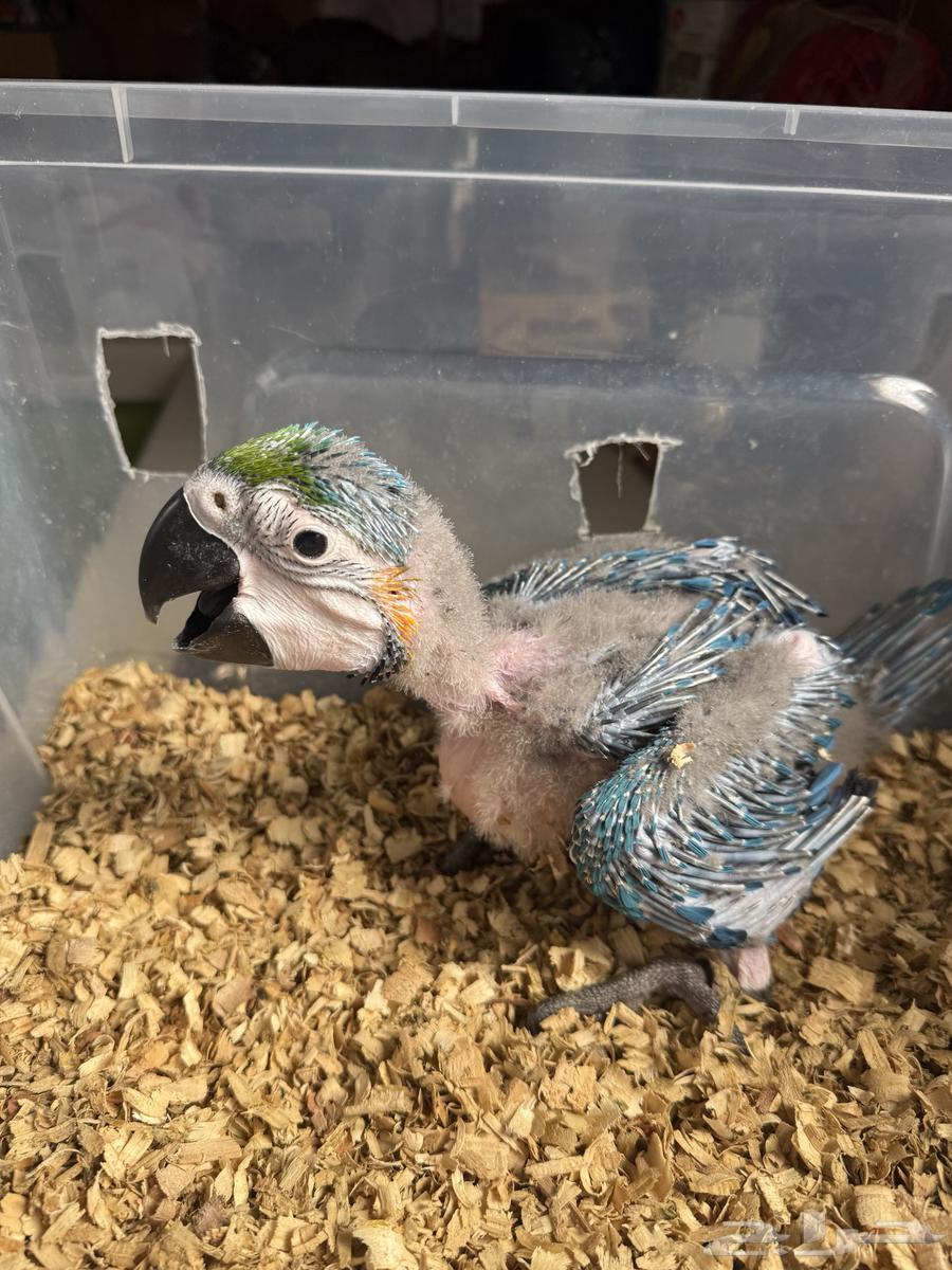 فرخ مكاو بلو اند قولد64268065120131112