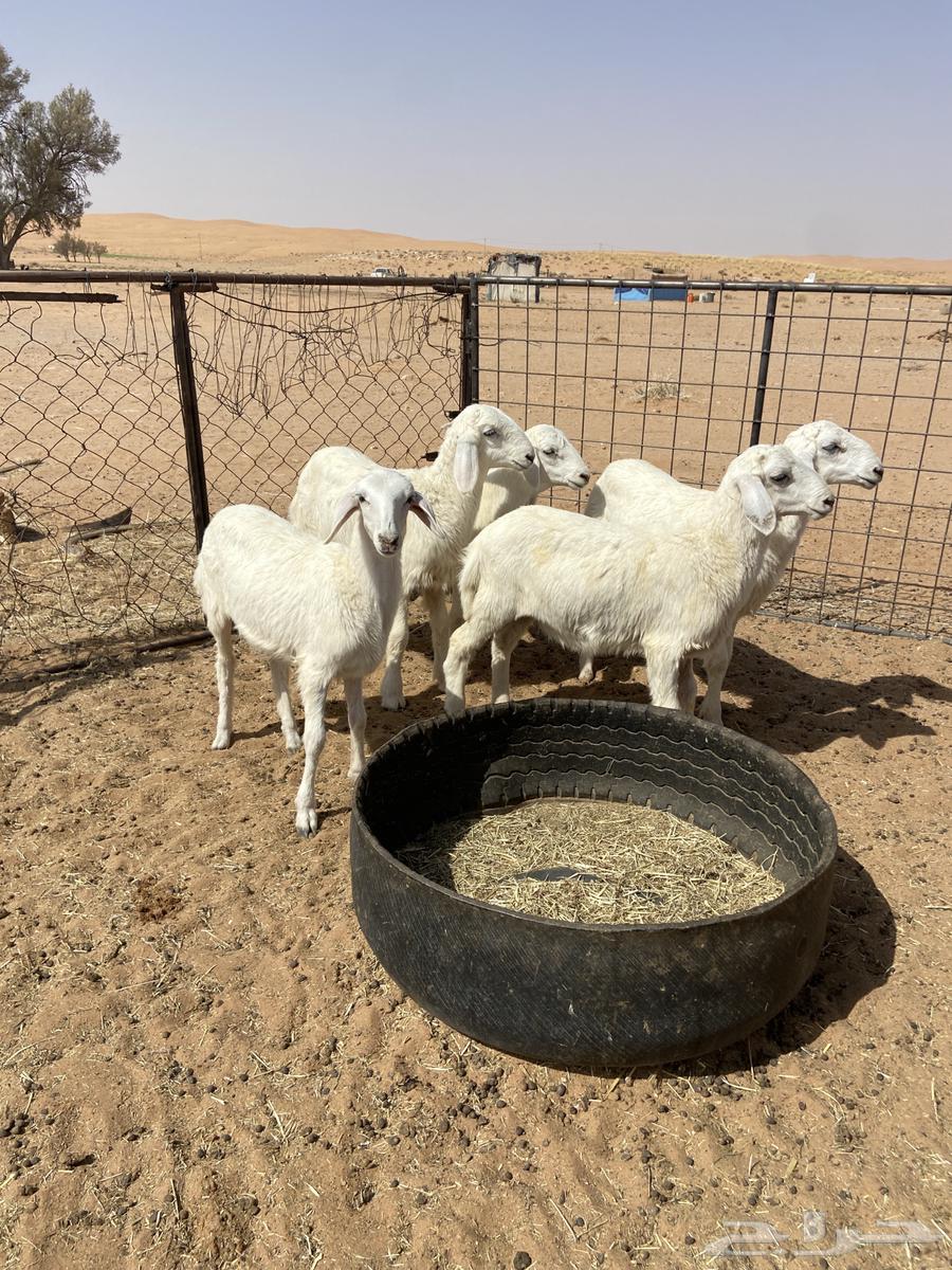 رخال حريه( تم البيع )64262852087043110