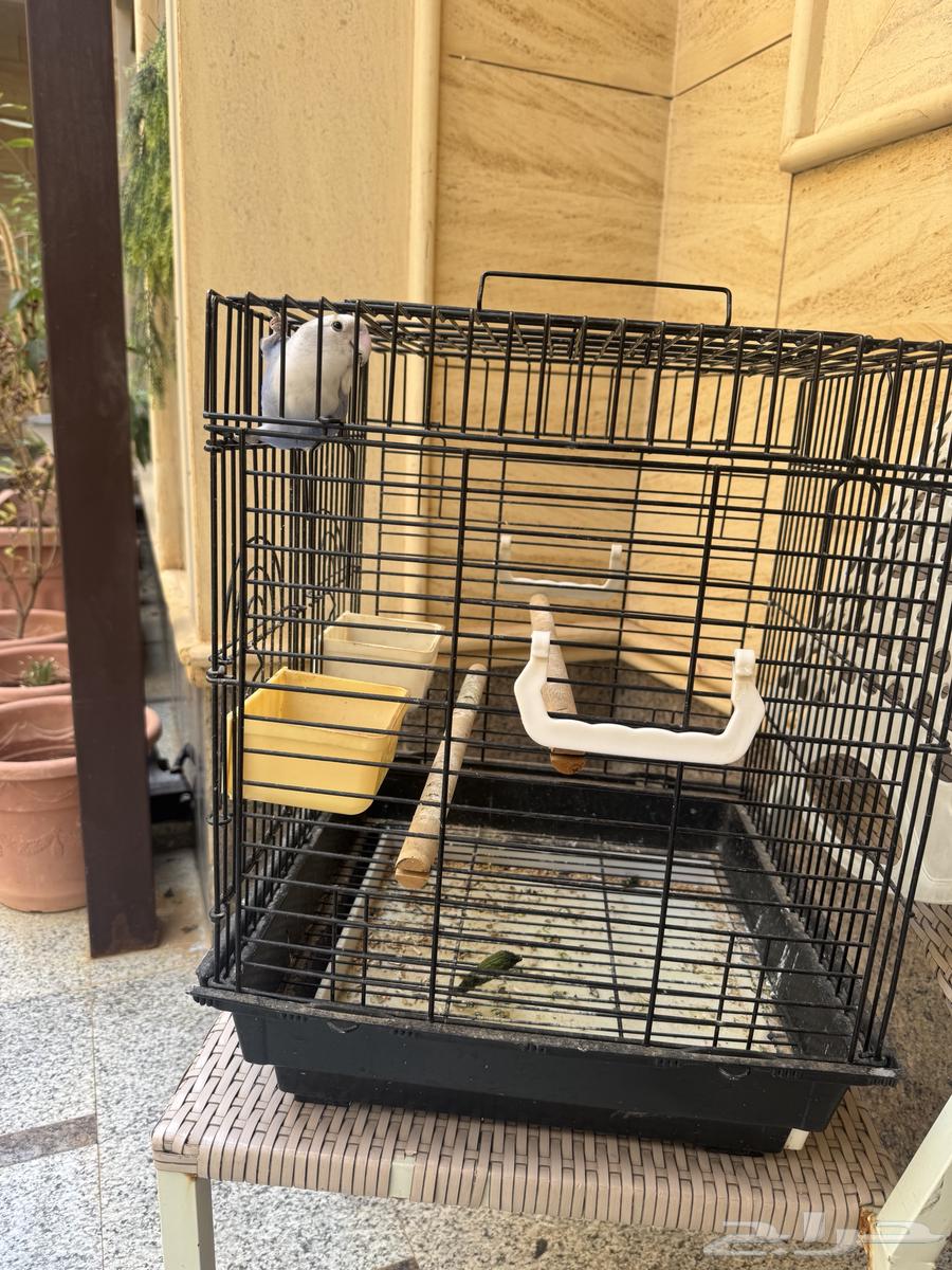 طير روز64256760140290113