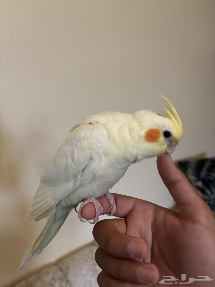 فرخ كروان 1 للبيع الخرج64263206839939112