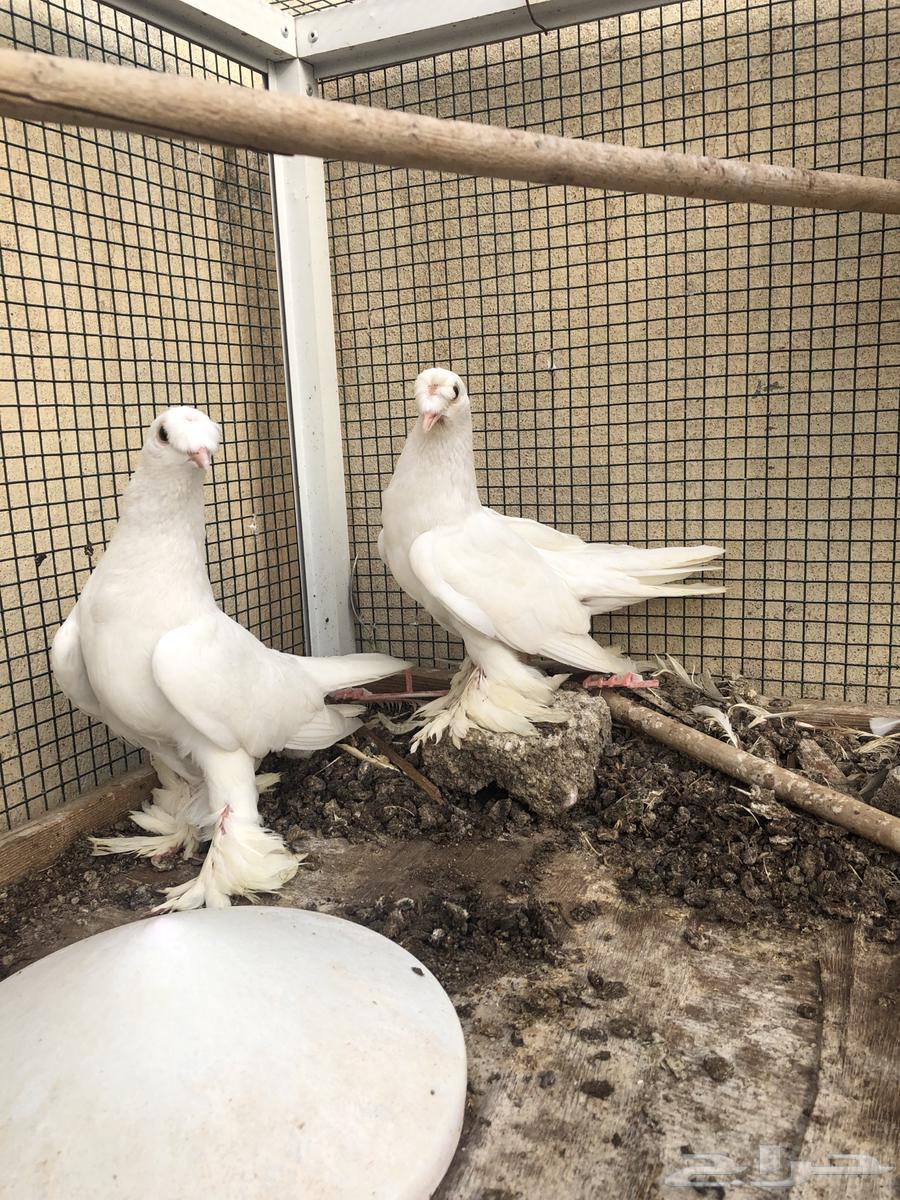 حمام لبناني وتركي للبيع64262349443202111